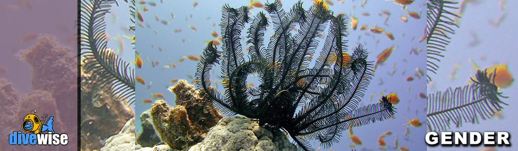 Feather Star