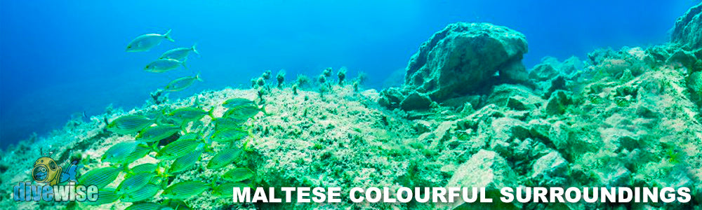 Maltese Marine Life