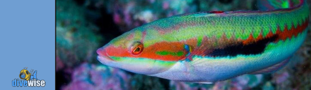 Maltese Rainbow Wrasse