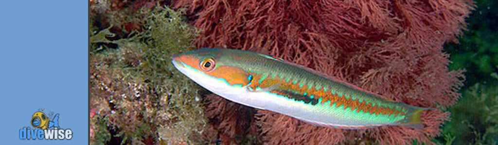 Maltese Rainbow Wrasse