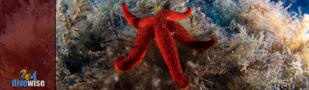 Mediterranean Red Star Fish