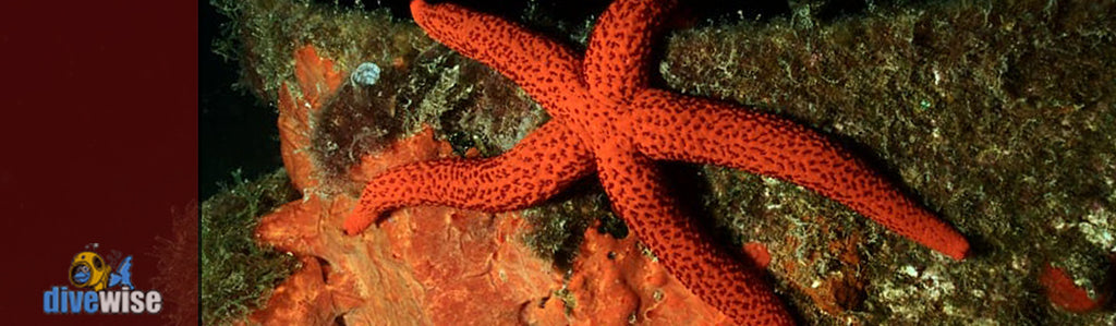 Mediterranean Red Star Fish