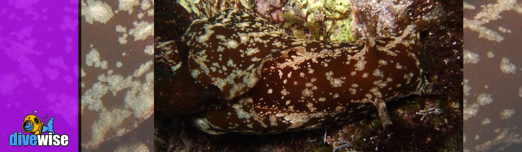 What is a Sea Hare