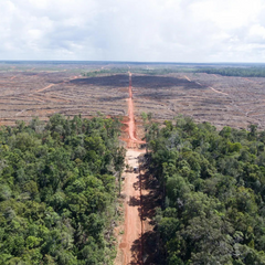 bosque deforestado por la industria del aceite de palma en asia