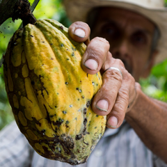 El Cacao en la Belleza: Un Ingrediente Milenario para una Piel Radiante - Mar Amoli