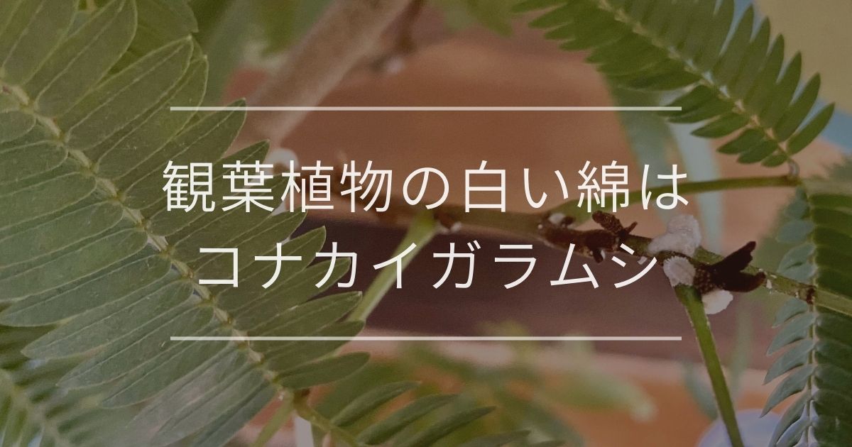 観葉植物の白い綿はコナカイガラムシ 対処法と予防法を紹介 観葉植物通販 And Plants