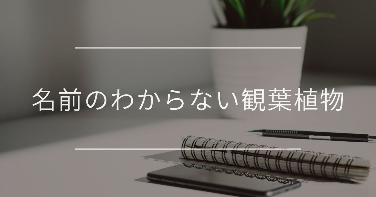 名前のわからない観葉植物 調べる方法と種類について 観葉植物通販 And Plants