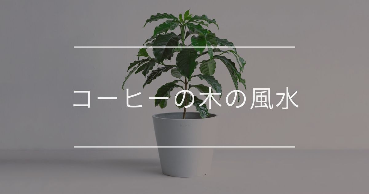 コーヒーの木の風水 効果と置き場所について 観葉植物通販 And Plants