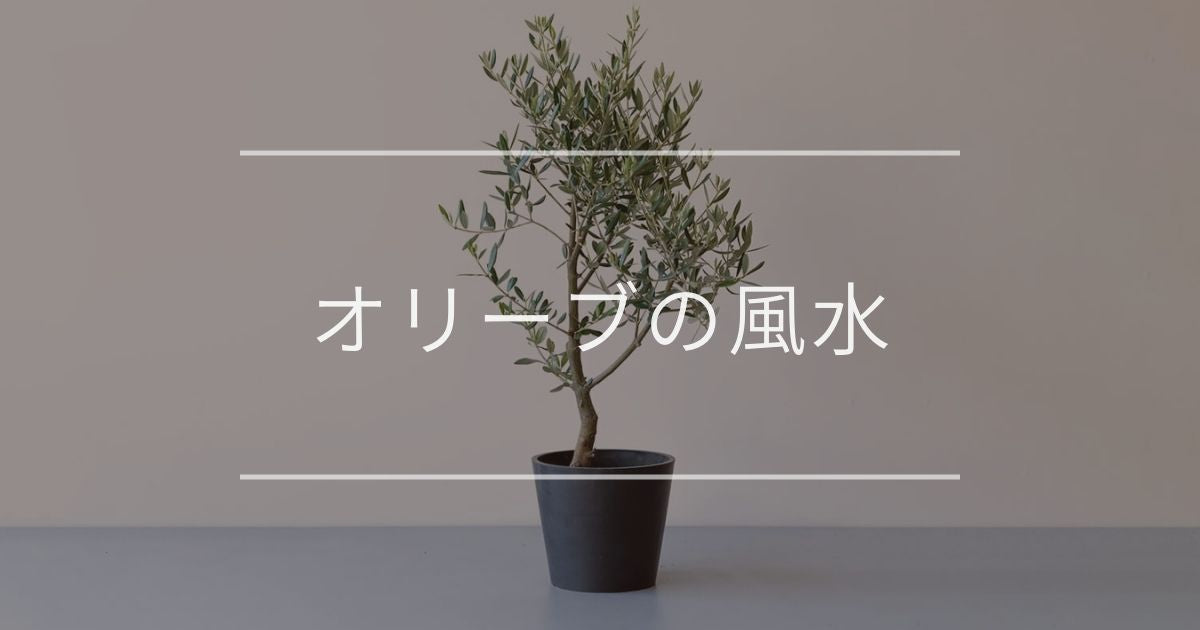 オリーブの木の風水 おすすめの置き場所や方角について 観葉植物通販 And Plants