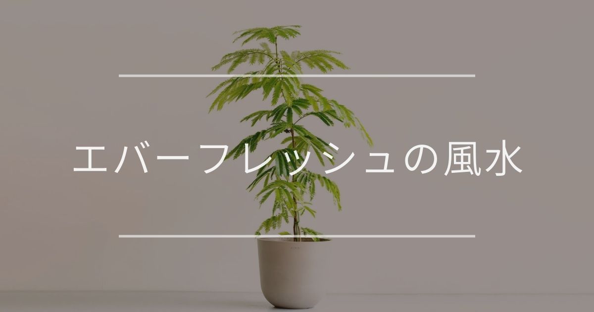 エバーフレッシュの風水 花言葉 置き場所と方角について 観葉植物通販 And Plants