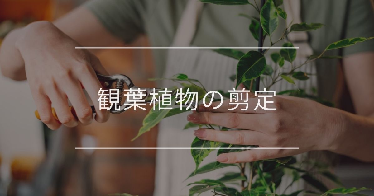 観葉植物の剪定 適切な時期とやり方について 観葉植物通販 And Plants