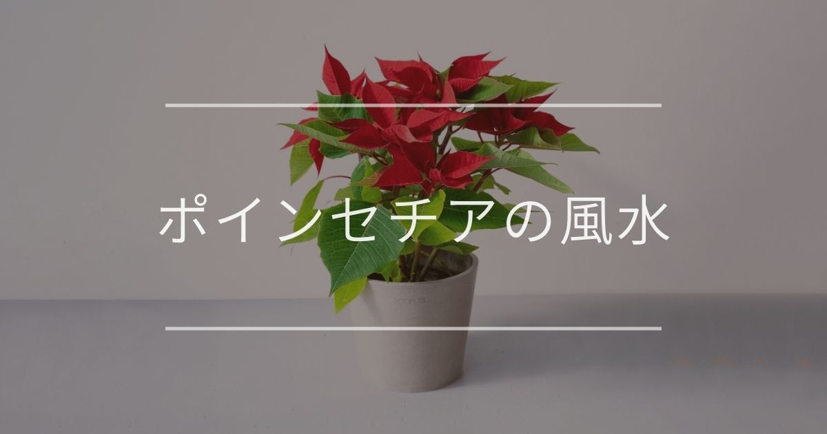 ポインセチアの風水 置き場所と方角について 観葉植物通販 And Plants