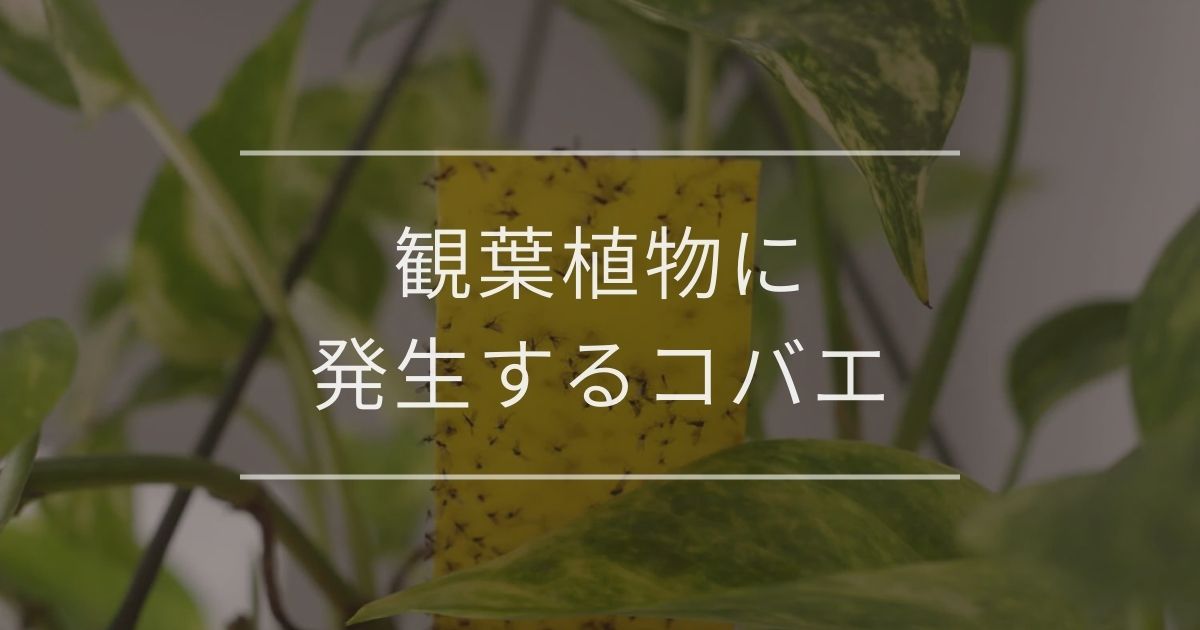 観葉植物に発生するコバエ 対策と原因について 観葉植物通販 And Plants