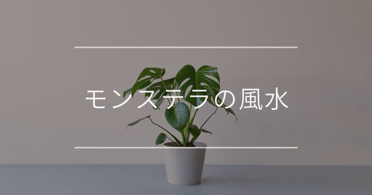 モンステラの風水 置き場所と方角について 観葉植物通販 And Plants