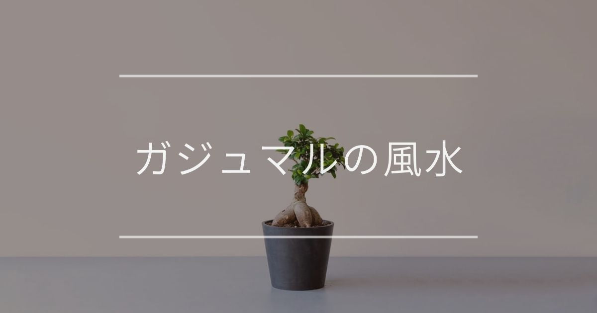 ガジュマルの風水 飾り方や注意点について 観葉植物通販 And Plants