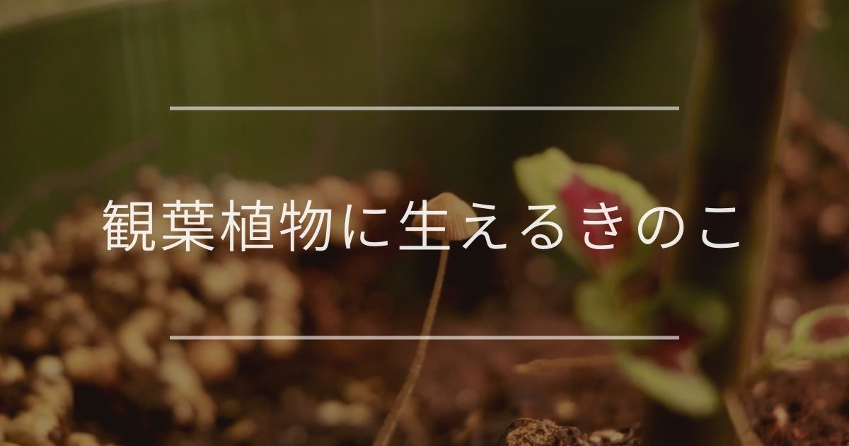 観葉植物に生えるきのこ 原因と対処法を紹介 観葉植物通販 And Plants