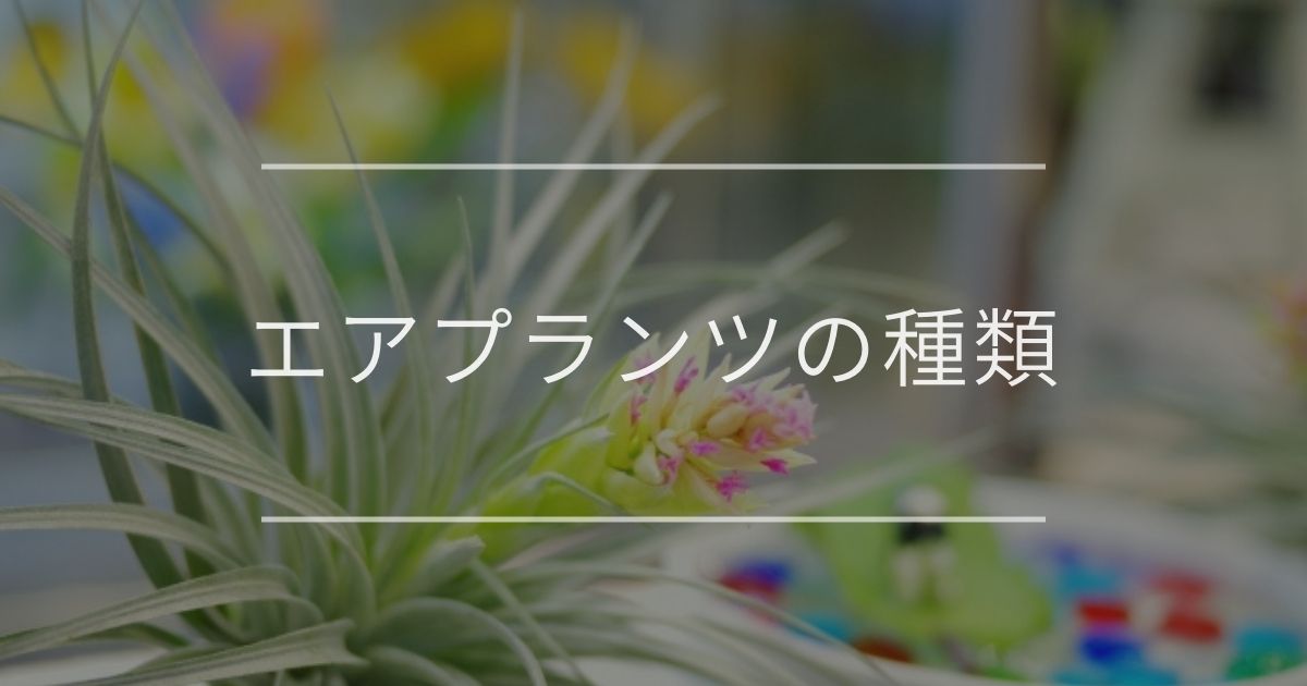 エアプランツの種類 おすすめや選び方について 観葉植物通販 And Plants