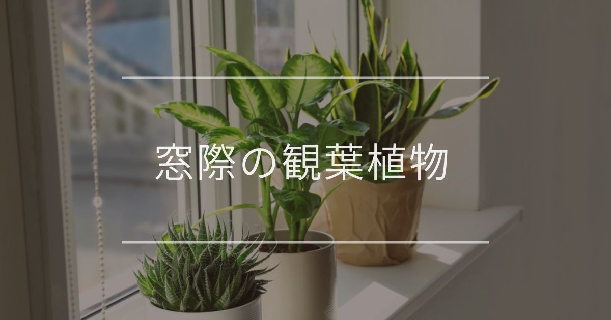 窓際の観葉植物 おすすめや育て方を紹介 観葉植物通販 And Plants