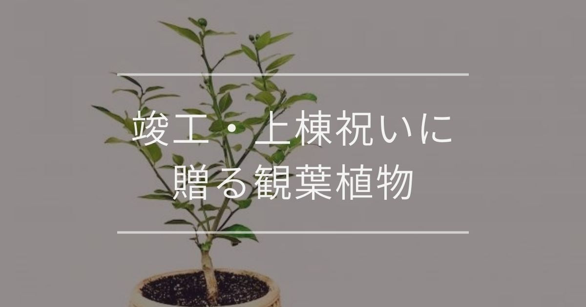 竣工 上棟 新社屋落成 祝いに贈る観葉植物 選び方やおすすめについて 観葉植物通販 And Plants