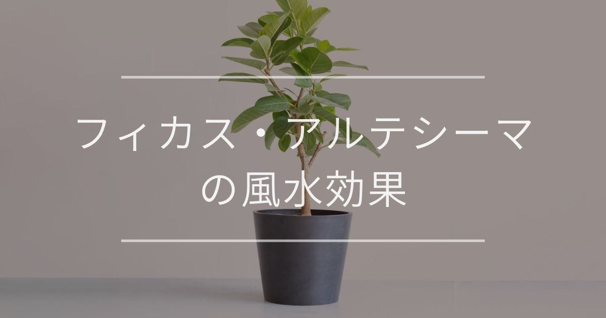 フィカス アルテシーマの風水 置き場所や方角について 観葉植物通販 And Plants