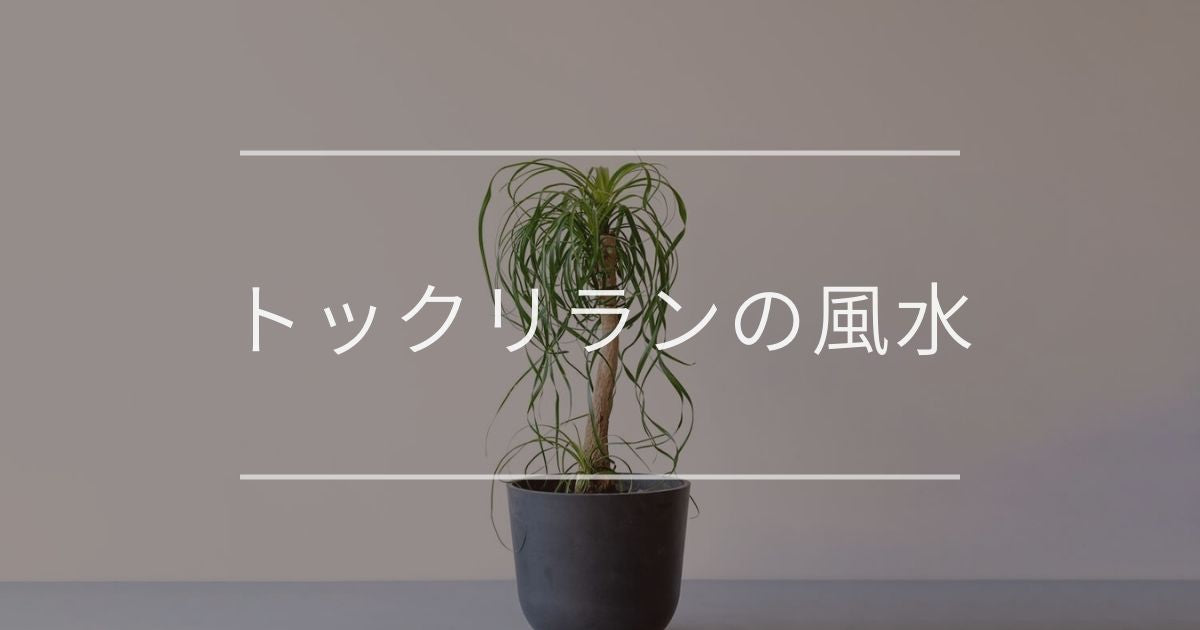 トックリランの風水 効果と置き場所について 観葉植物通販 And Plants