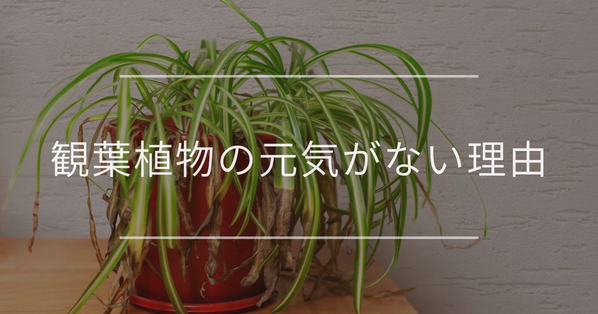 観葉植物の元気がない理由 原因と対処法 観葉植物通販 And Plants