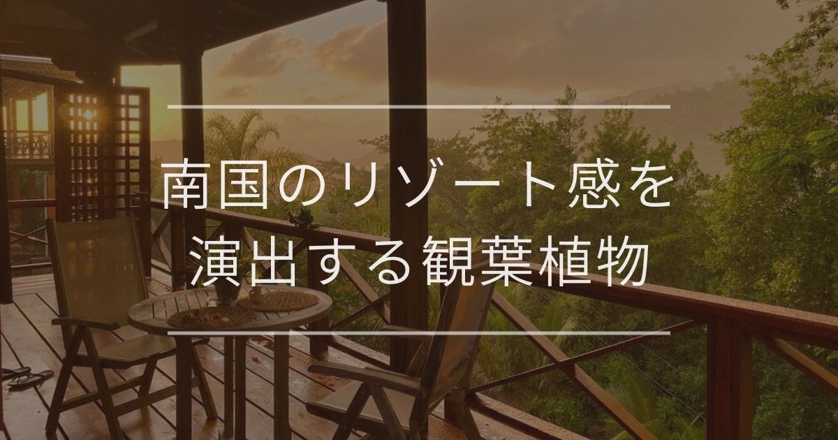 南国のリゾート感を演出する観葉植物 おすすめとコーディネート例 観葉植物通販 And Plants