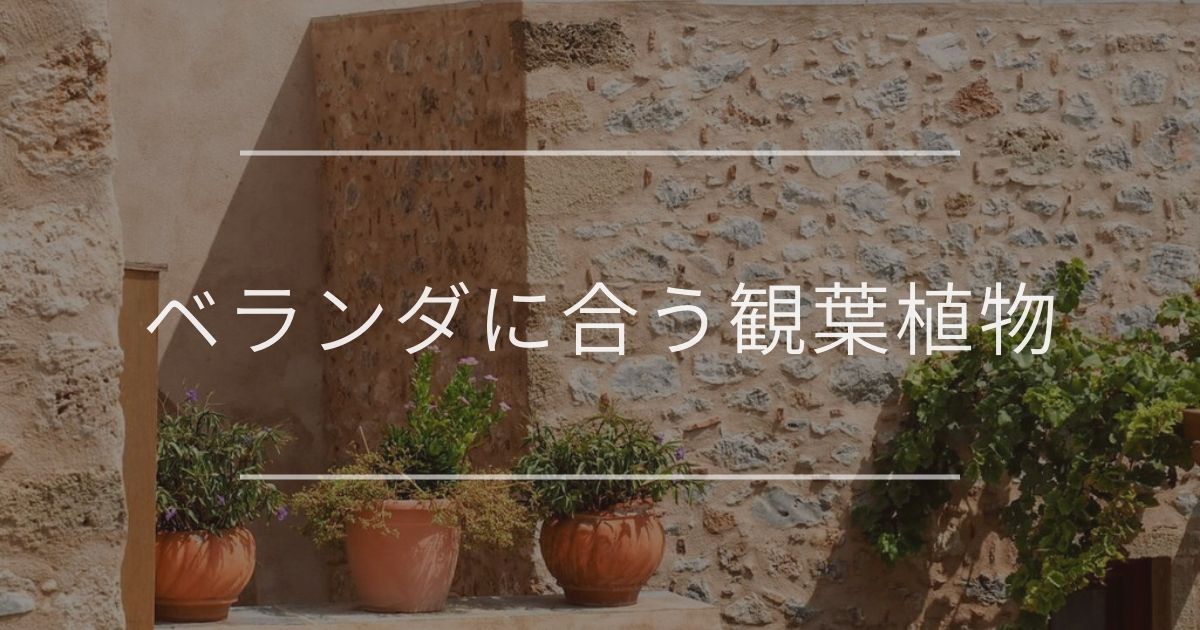 観葉植物はベランダでも育てられる おすすめの植物と注意点を解説 観葉植物通販 And Plants