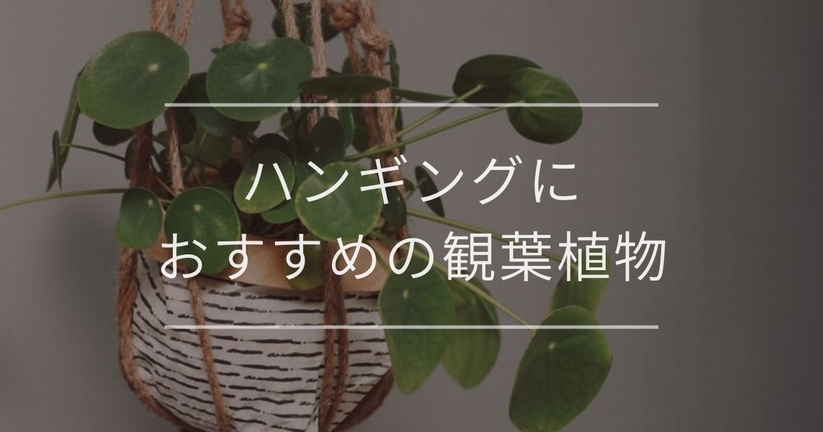 観葉植物のハンギング おすすめや吊るす方法を紹介 観葉植物通販 And Plants