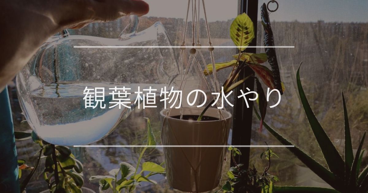 観葉植物の水やり ポイントとやり方について