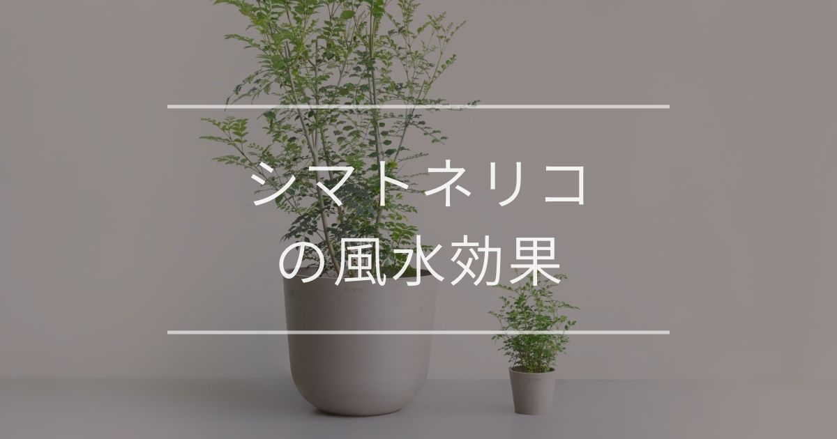 シマトネリコの風水 置き場所や方角について 観葉植物通販 And Plants