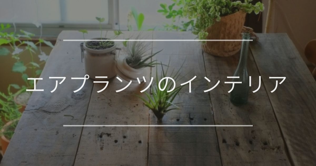 エアプランツのインテリア おしゃれな例やおすすめについて 観葉植物通販 And Plants