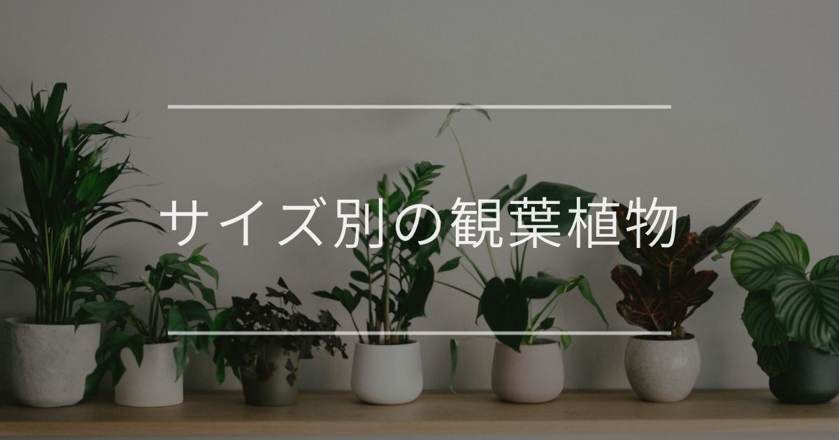 サイズ別の観葉植物 選び方とおすすめ 観葉植物通販 And Plants