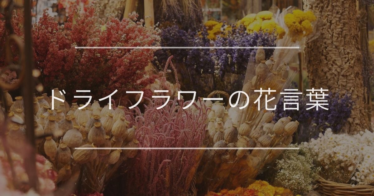 ドライフラワーの花言葉 おすすめと飾り方について