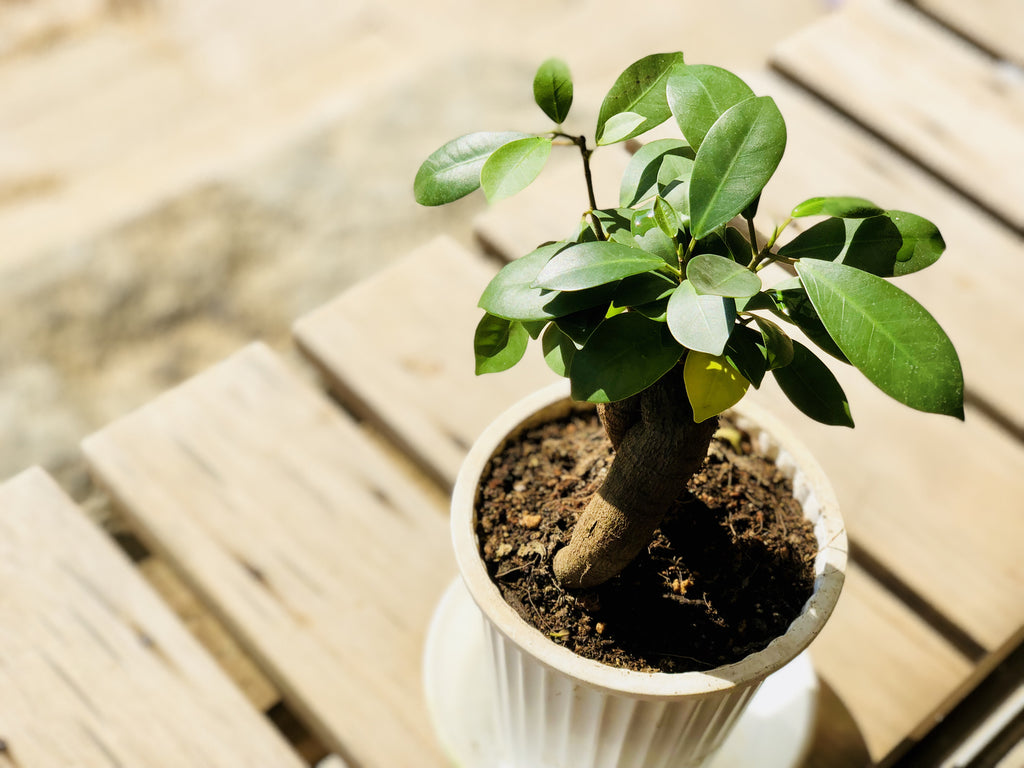 観葉植物は外でも元気に育つ｜夏と冬の育てるコツ・注意点