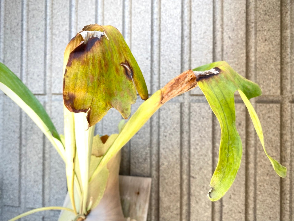 観葉植物の葉焼け