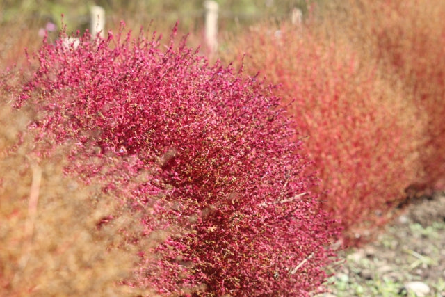 コキアの風水 置き場所と方角について 観葉植物通販 And Plants