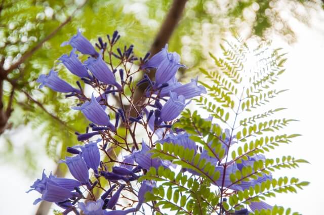 ジャカランダの育て方 | 観葉植物・お花の通販 AND PLANTS (アンド