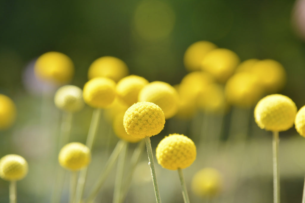 クラスペディアに怖い意味の花言葉はない