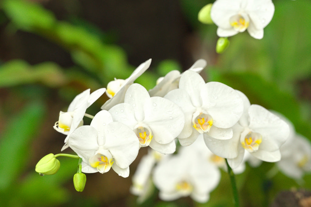 胡蝶蘭の水耕栽培｜基本の育て方と失敗しないコツ | 観葉植物