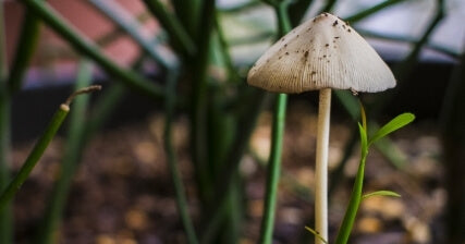 多肉植物の土に関してよくある質問