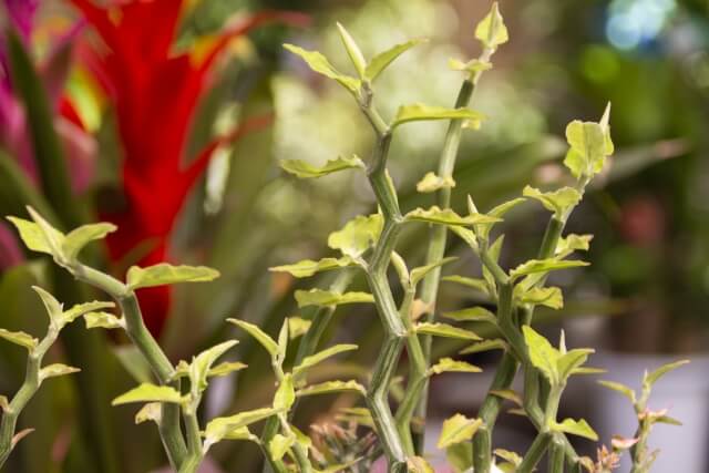 商売繁盛に関係する観葉植物によくある質問