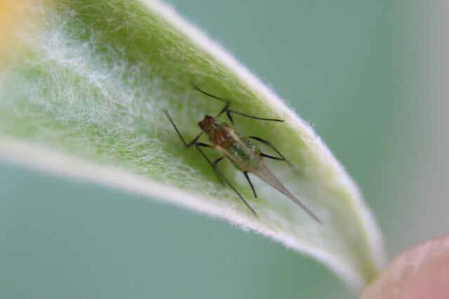 観葉植物にアブラムシを発生させない対策・予防法