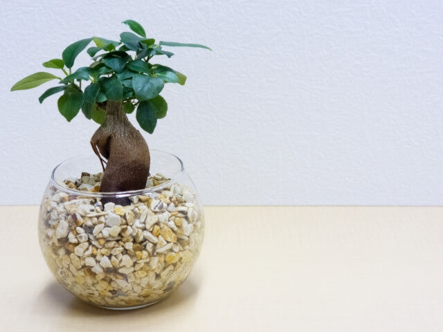 ガジュマルの挿し木｜時期と方法 | 観葉植物・お花の通販 AND PLANTS