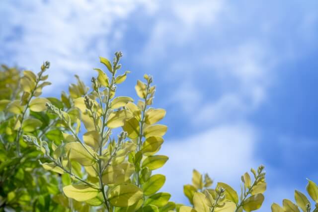 パールアカシアの育て方 | 観葉植物・お花の通販 AND PLANTS (アンド