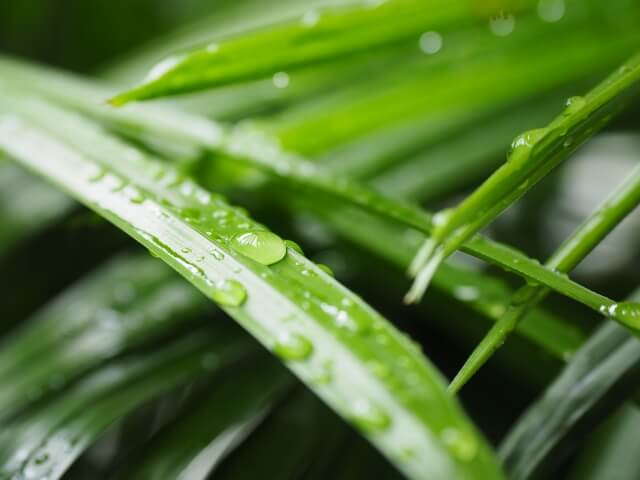 雲南シュロチクの育て方 観葉植物通販 And Plants