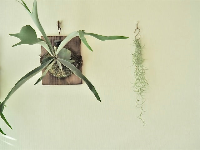 エアプランツの飾り方 おしゃれな吊るし方やインテリア例について 観葉植物通販 And Plants