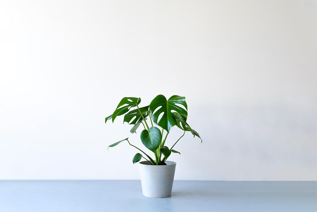 すてきな花言葉をもつ観葉植物15種類を紹介 花言葉の一覧と風水効果も解説