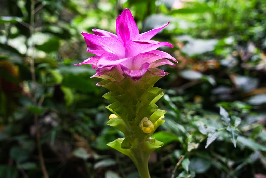 ピンクの花言葉