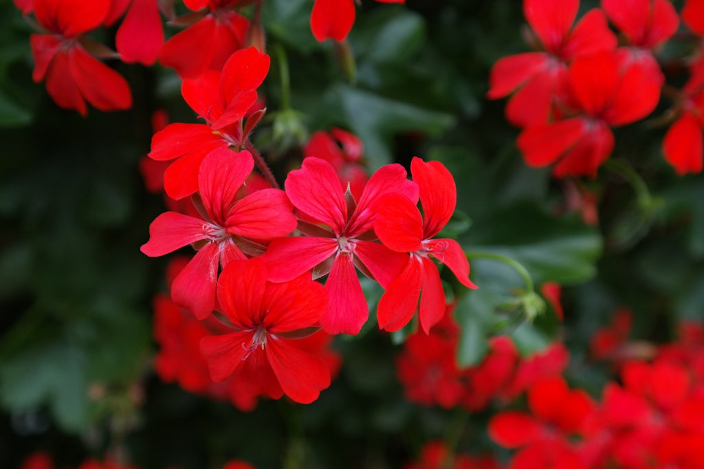 ゼラニウムの花言葉によくある質問